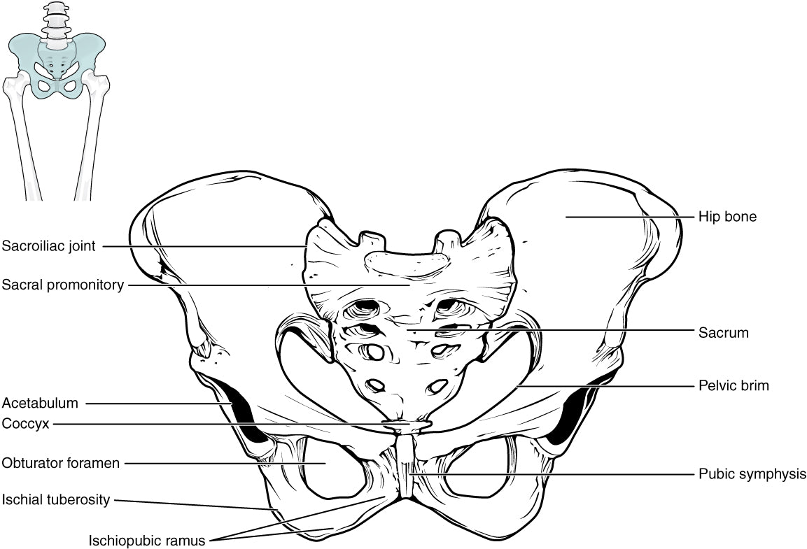 Why your pelvis is not out of place