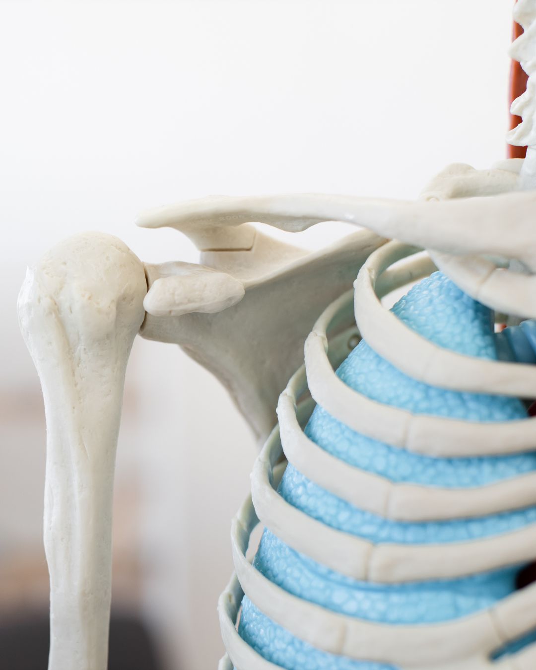 Musculoskeletal_Physiotherapy_in_Neutral_Bay.jpg